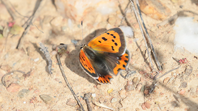 Kleine vuurvlinder